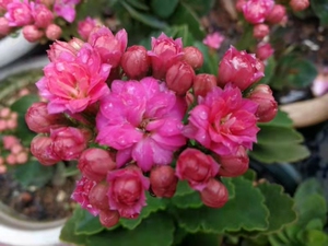 长寿花枝条   南朵   复瓣,因季节原因不确定带花苞和花