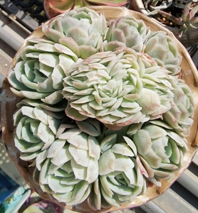 多肉低价出,麦秆,白女王,海琳娜缀化,海琳娜群生,墨西哥雪球tb33