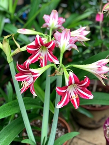 00georgecreek淘宝朱顶红圣地亚哥种球多年生花卉植物0人付款