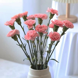 康乃馨鲜花花束昆明基地直发室内插花客厅装饰摆件批发价
