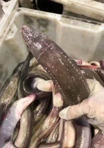 舟山野生沙鳗七星鳗鱼日本鳗鱼盒饭日本料理食料,大小可选,基本