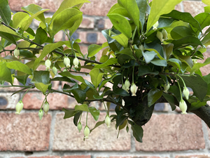 金弹子,瓶兰花,四川盆地灌木公桩,满树花瓶装公花,也挺好看