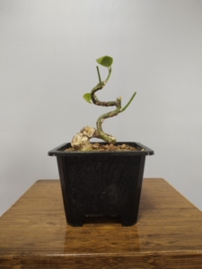 顺丰到付,指尖盆景日本绯玉真弓