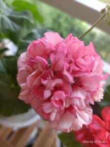 天竺葵小苗   茶美人  比佛利公园  炫耀  冰糖橙  大