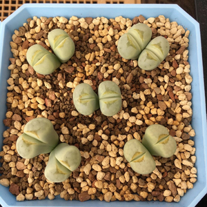 生石花 奶油寿丽 带唇版  c349a