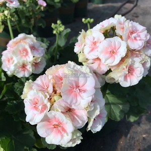 天竺葵,国王,花仙子,带花苞发货,包对版,花苗重瓣四季盆栽直