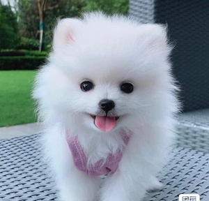 博美犬幼犬俊介长不大小体茶杯犬家养纯种宠物狗狗 价格不高 可