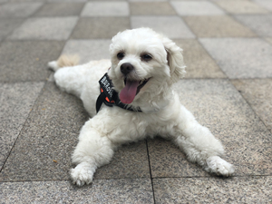 爱宠之家#名叫rosie又叫肉丝是一条妹妹狗,从来都未尝过