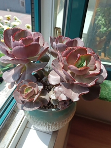 大叶秀妍 多头老桩多肉植物 带花盆