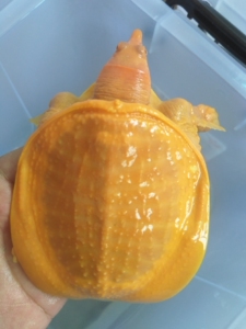 全新 黄金鳖,白化鳖,黄金甲鱼,白化甲鱼,红眼全品,要的私聊