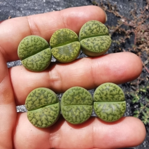 10颗包邮 c362黄鸣玄 三年苗 生石花 大棚批发零售