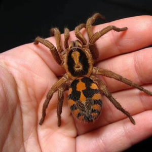 哥伦比亚南瓜大种蜘蛛 3l苗,已开食.一组100.