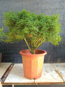 大树型老桩台湾米叶九里香盆景