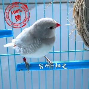 白锦华,白锦华基因鸟,蓝饰雀等,有喜欢的私聊