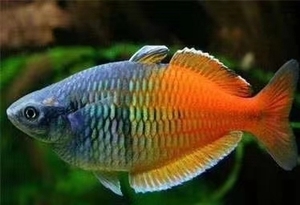 石美人刚果灯鱼热带鱼鱼苗