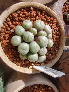 玛瑙玉肉锥 r422 truncatum 19头,5/头,养