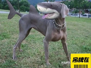 野生狗鲨