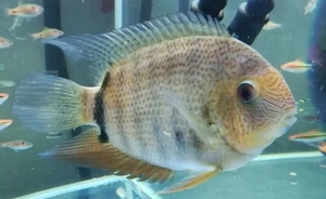 5元一条 帝王肯梅塔菠萝 鱼 南美 短鲷_阿里巴巴找货神器