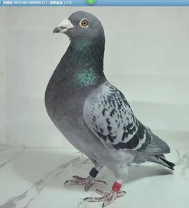 公棚成绩鸽种鸽赛鸽子,名家朱飞雄北京开创一关成绩鸽子,环号图