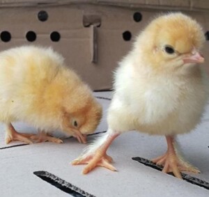 萌宠小鸡宝宝北京油鸡苗 纯种北京油鸡各阶段鸡苗