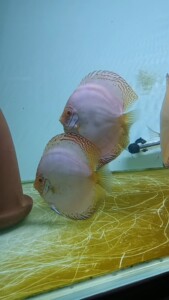 高品质七彩神仙鱼.白蝴蝶种鱼已产卵(包损不包邮)