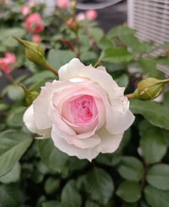 斯蒂芬妮古城堡月季