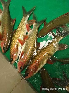 凤仙子鱼青竹鱼原生鱼冷水鱼观赏鱼冷水鱼