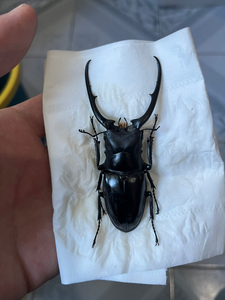 【孔夫子锯锹】孔夫子锯锹品牌,价格 - 阿里巴巴