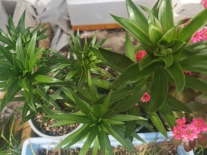 家养香水百合