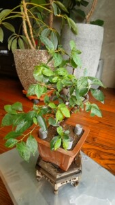 野茉莉,盆景,粉花,日本进口,今年翻的盆,盆面到顶约20cm
