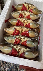 （活蟹）一只一斤三门青蟹送礼聚餐首选包活到家满膏满黄 大螃蟹
