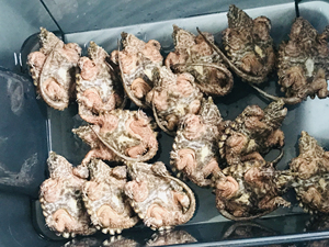 变异大鳄龟 大理石 wg白金 golden 非家养原色大鳄