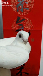 精品新疆豆眼白观赏鸽,名家血统,本市唯一,个人爱好