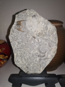 燕子石三叶虫化石莱芜