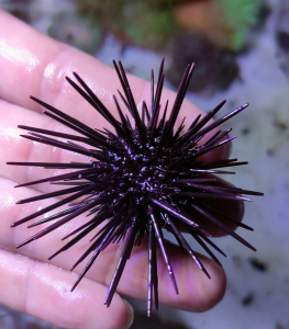 黑海胆.海缸海水.25元一个,免收包装费.顺丰空运到付.不包