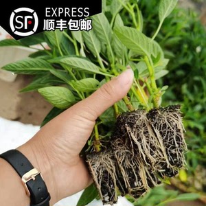 【顺丰包邮】云南石林人参果苗子果树苗种子圆果