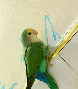 绿金顶牡丹鹦鹉25天到30天纯手养,不黏人亲人包退