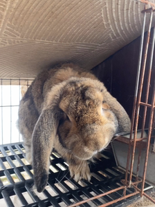 公羊兔幼兔纯种公羊兔成年兔兔苗