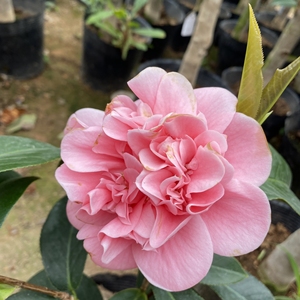 悦牡丹茶花重瓣苞抱茎茶海棠茶树苗四季茶花大苗嫁接盆栽3刀15