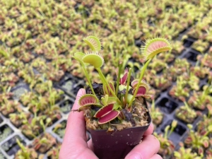 基地实拍铁塔巨人捕蝇草中苗夹子1.5厘米左右造景