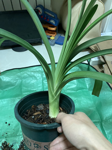 南非原生沼泽君子兰,芽生,长够16叶了,现存13叶,扒掉三片