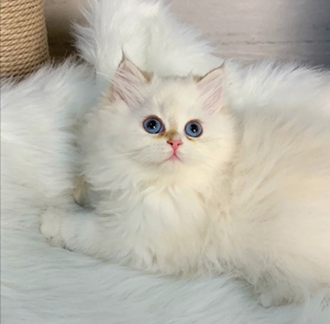 金点长毛纯种家养猫