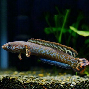 巧克力七彩雷龙苗极品种鱼繁殖奶茶雷龙精品七彩雷龙鱼热带鱼