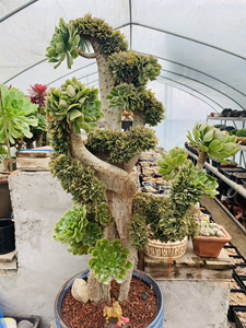 原始绿法师老坂子缀化,不要拿嫩桩来比哦!各种造型桩,养了多年