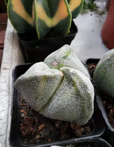 鸾凤玉 三角鸾凤玉 三角银沙鸾凤玉 园林多肉植物感兴趣的话点