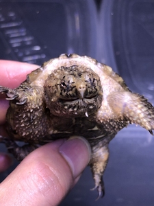 中美杂佛鳄龟 变异大鳄小鳄龟 大佛杂大小杂纯佛北美小鳄龟乌龟