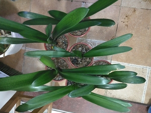 毛串君子兰种间兰,都是三年多了,原生兰大花君子兰之间杂交的