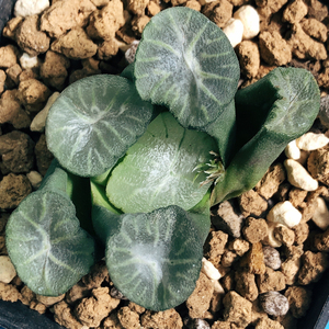 南阿星万象十二卷精品多肉植物一物一拍s4013