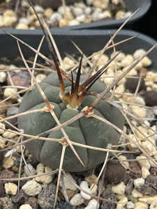 光琳玉 实生株 仙人球裸萼球属