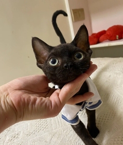 677人付款淘宝大眼睛德文 纯黑色德文卷毛猫tb0162395511262000.